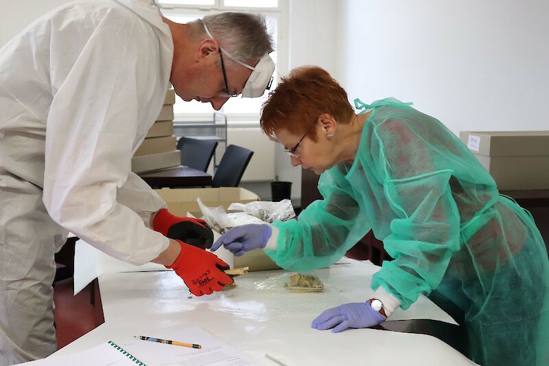 Naukowcy z UPWr w Dreźnie w trakcie pobierania próbek kości